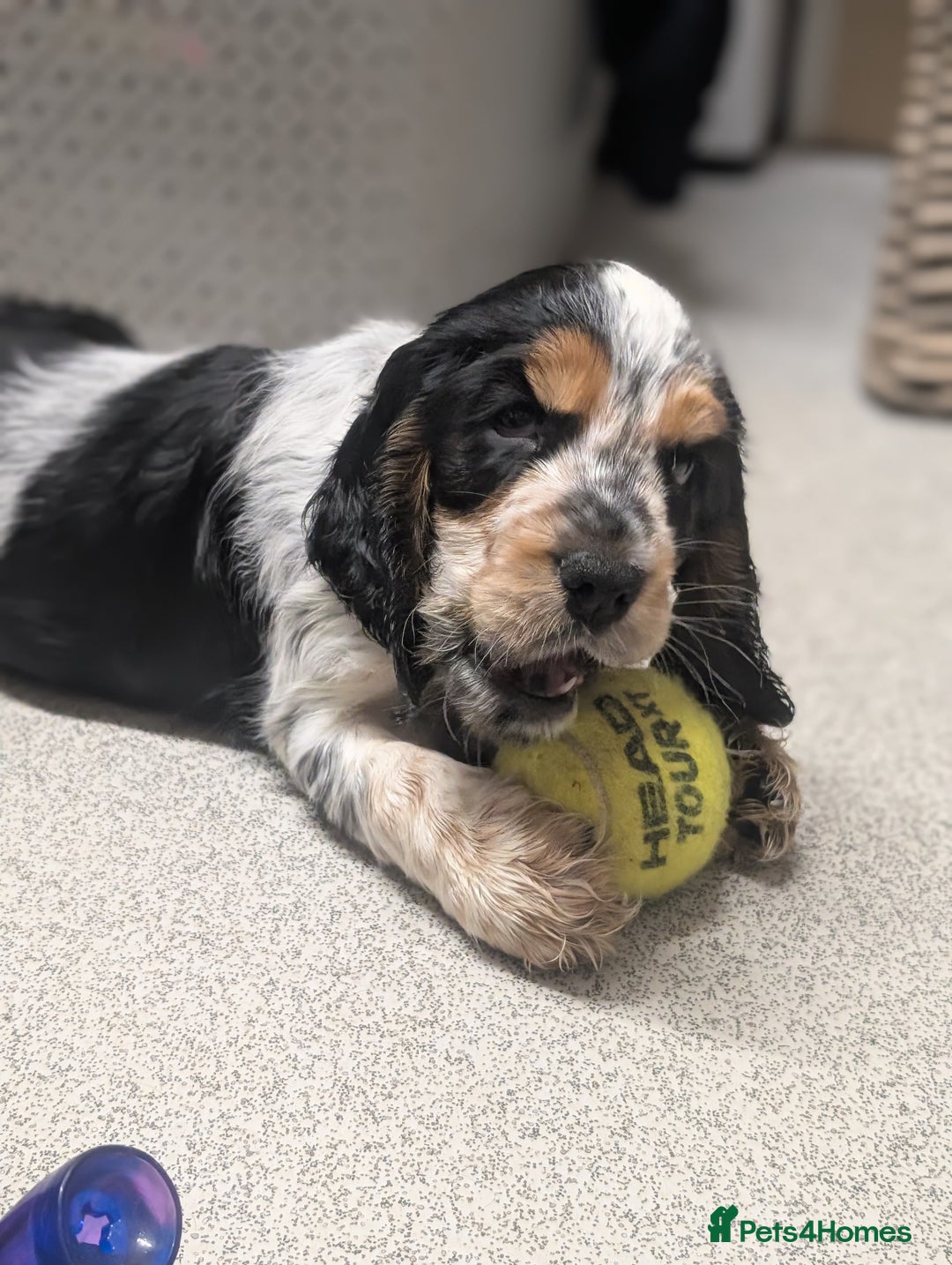 Cocker Spaniel dogs for sale: Beautiful Show Cocker Puppies. Health tested.  - Advert 7