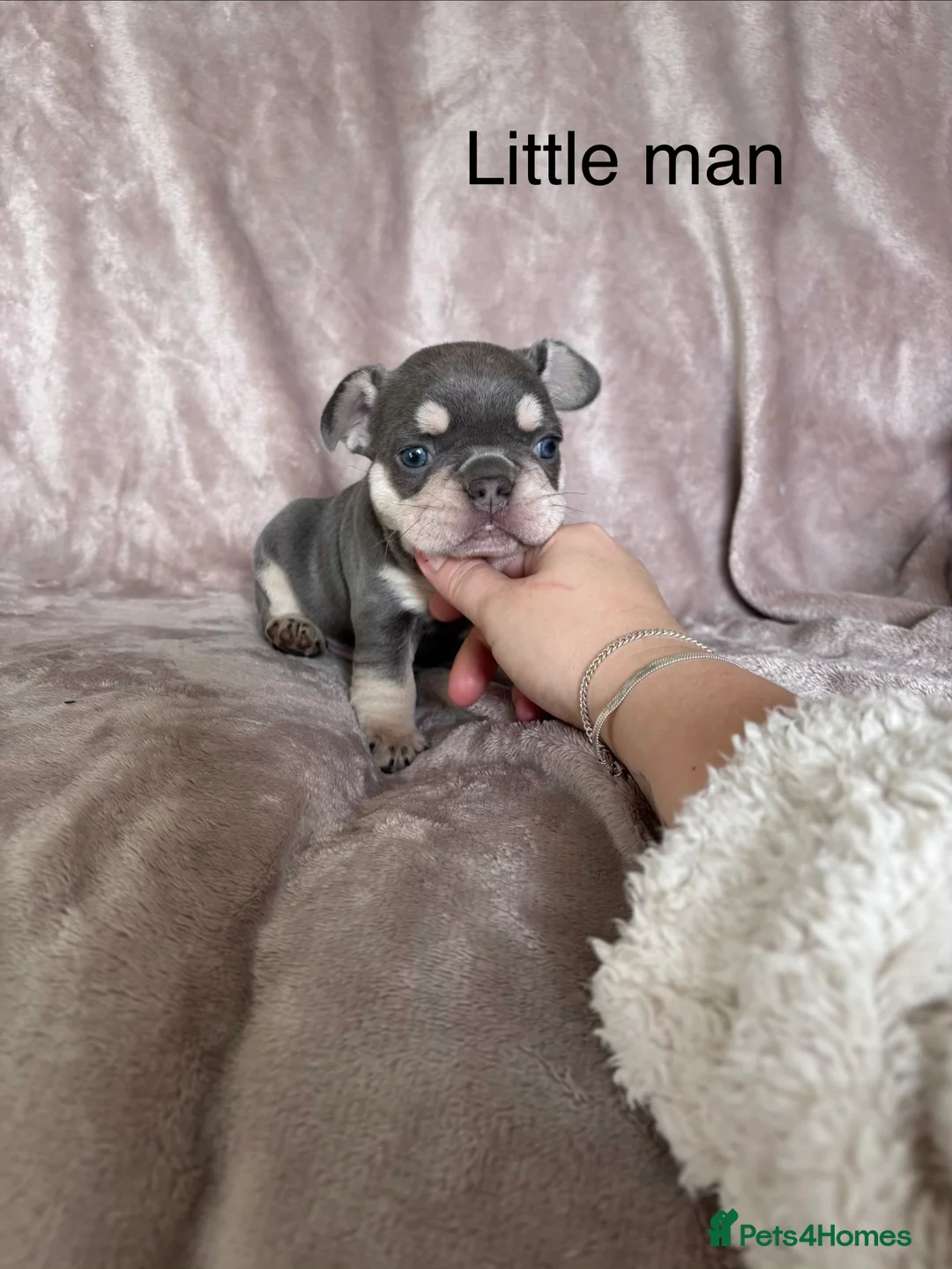 French Bulldog dogs for sale: French bulldog puppies - Advert 13