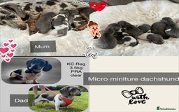 Miniature Dachshund dogs for sale: Mini Miniture dachound  - Image 2