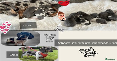 Miniature Dachshund dogs - Advert 6