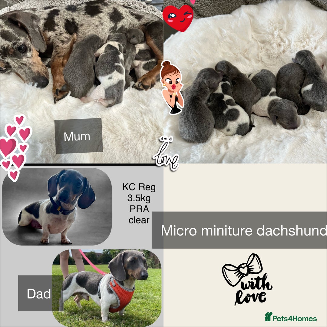 Miniature Dachshund dogs for sale: Mini Miniture dachound  - Image 2