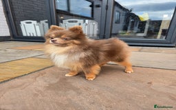 Pomeranian dogs for stud: Beautiful Lilac and Tan boy for stud - Image 5