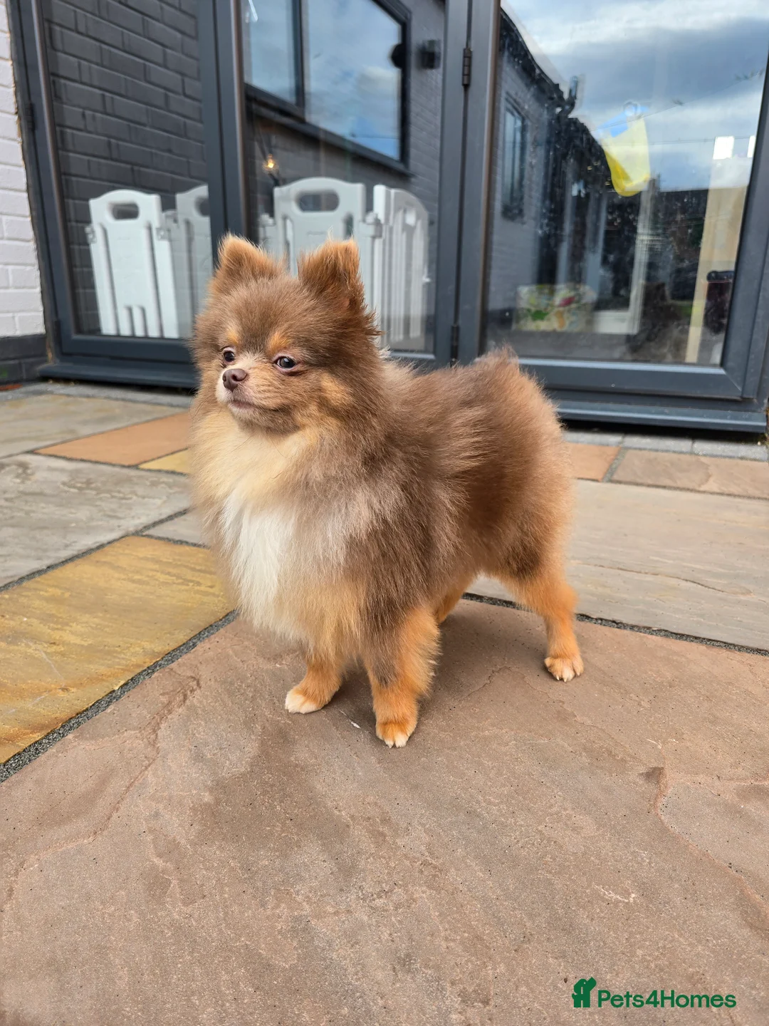 Pomeranian dogs for stud: Beautiful Lilac and Tan boy for stud - Advert 5