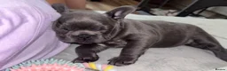 French Bulldog dogs for sale: 🐾 Beautiful 6-Week-Old Female Puppy  in High Wycombe - Advert 5