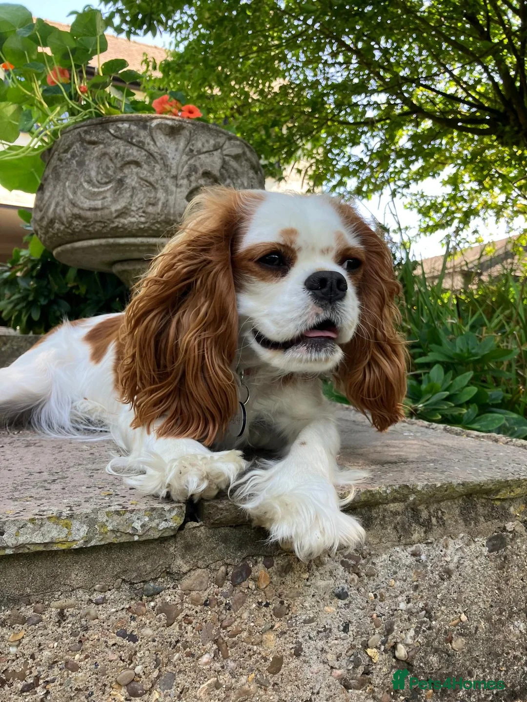 Cavalier King Charles Spaniel dogs for sale: KC Registered Puppies from Health Tested Parents  in Market Rasen - Advert 13