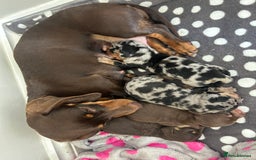 Miniature Dachshund dogs for sale: Male dachshund  - Image 4