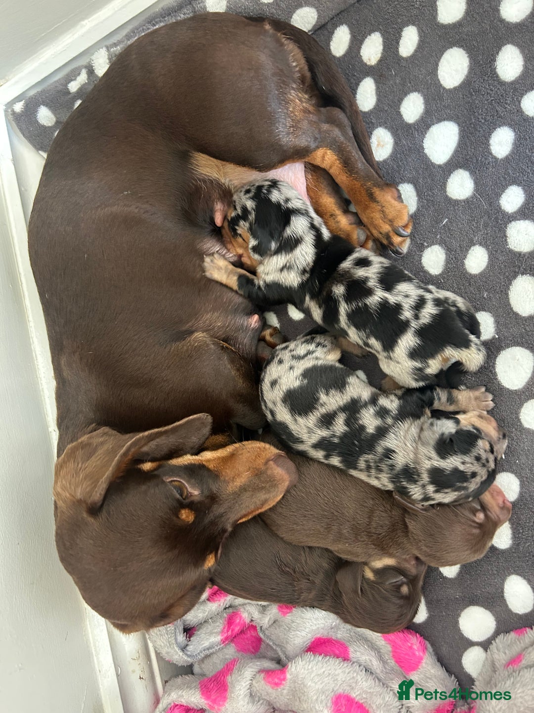 Miniature Dachshund dogs for sale: Male dachshund  - Image 4