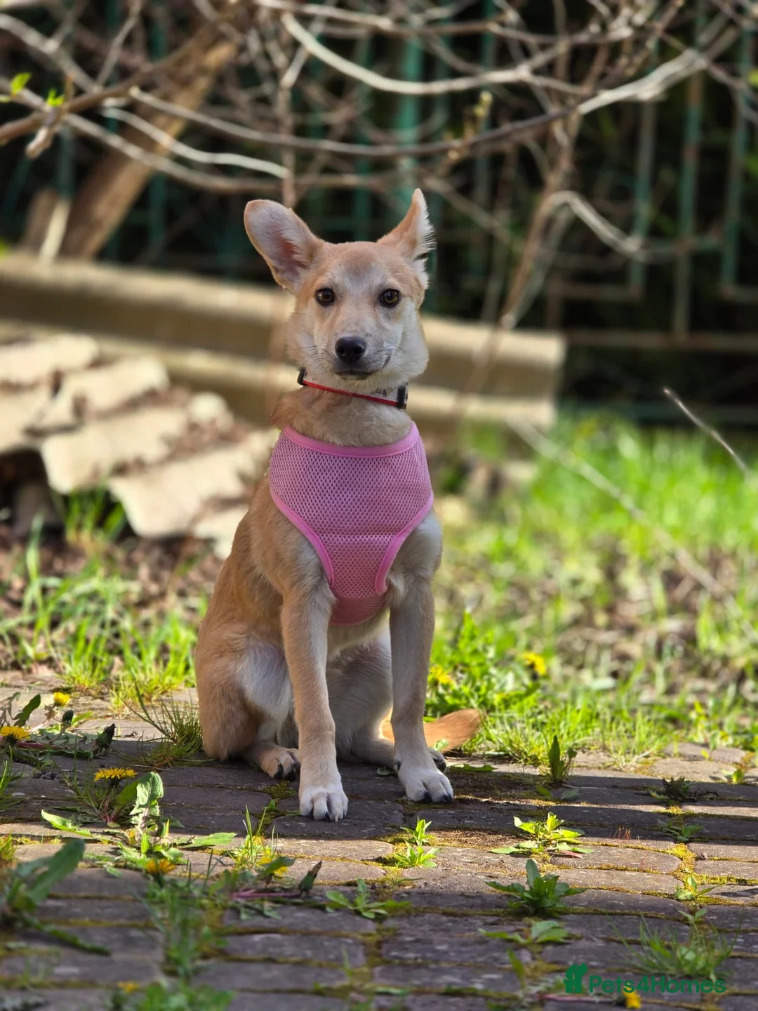 Mixed Breed dogs for adoption: ❤️🐶 BAMBI – SOFT NATURE, BEAUTIFUL BALANCE in Burton-on-Trent - Advert 2