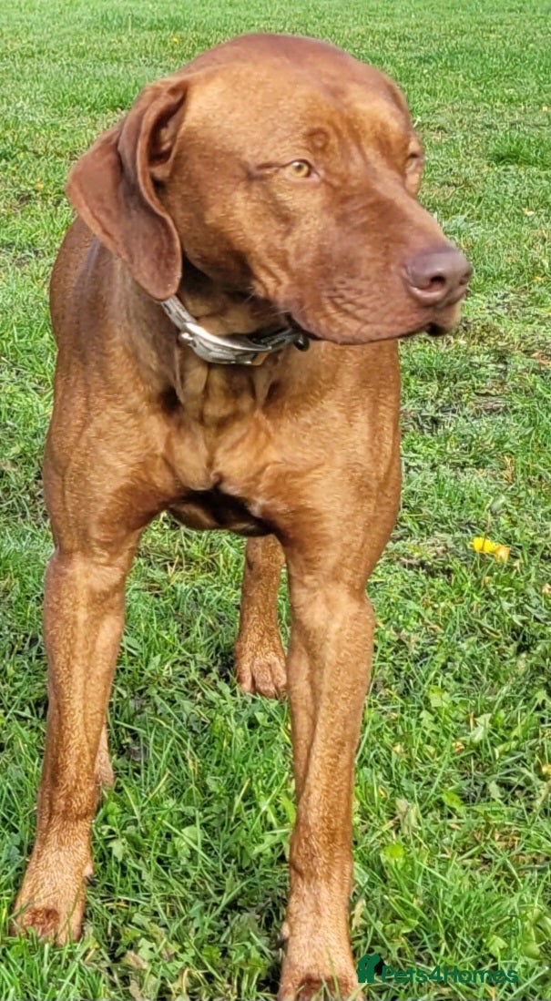 Rhodesian Ridgeback dogs European champion grandson stud - Advert 1
