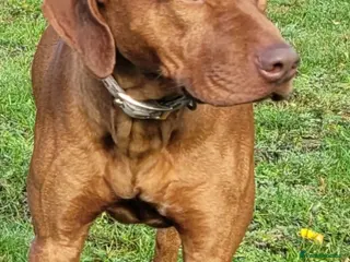 Rhodesian Ridgeback dogs for stud: European champion grandson stud - Advert 2