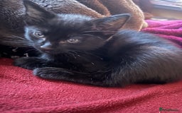 Mixed Breed cats for sale: kitten for sale! - Image 2