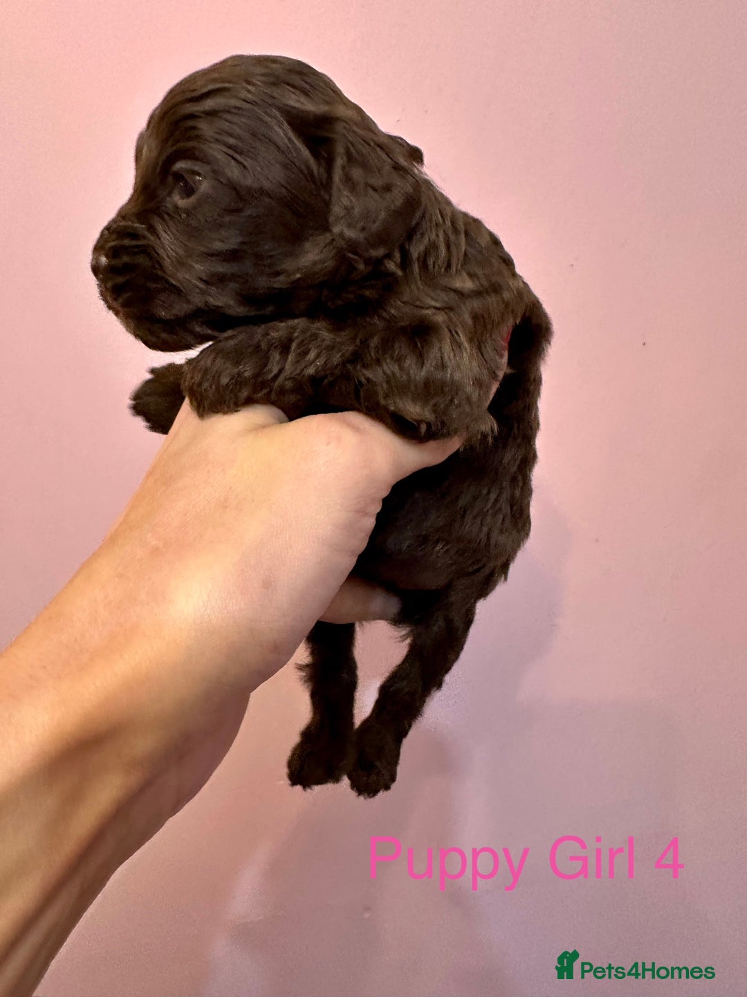 Cockapoo dogs for sale: Lovely American Cockapoo Pups Chocolates & Merles  - Advert 28