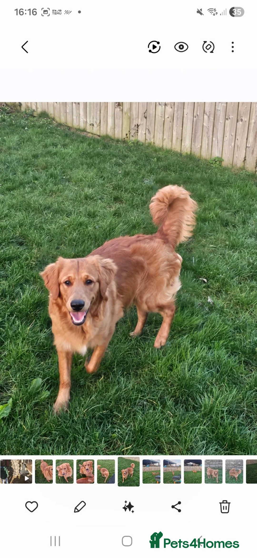 Mixed Breed dogs for sale: Golden Retriever x Cocker Spaniel Females - Advert 2