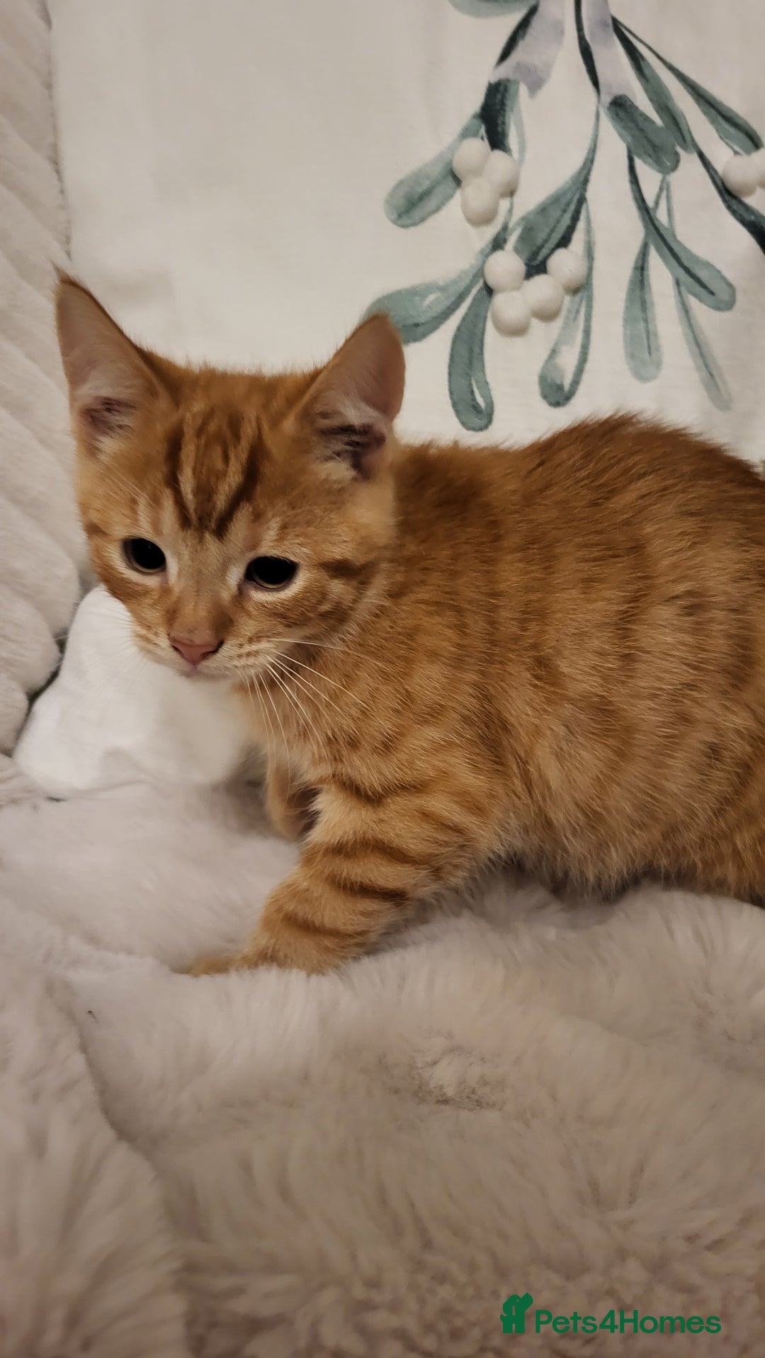 Mixed Breed cats for sale: Kittens READY NOW - Advert 12