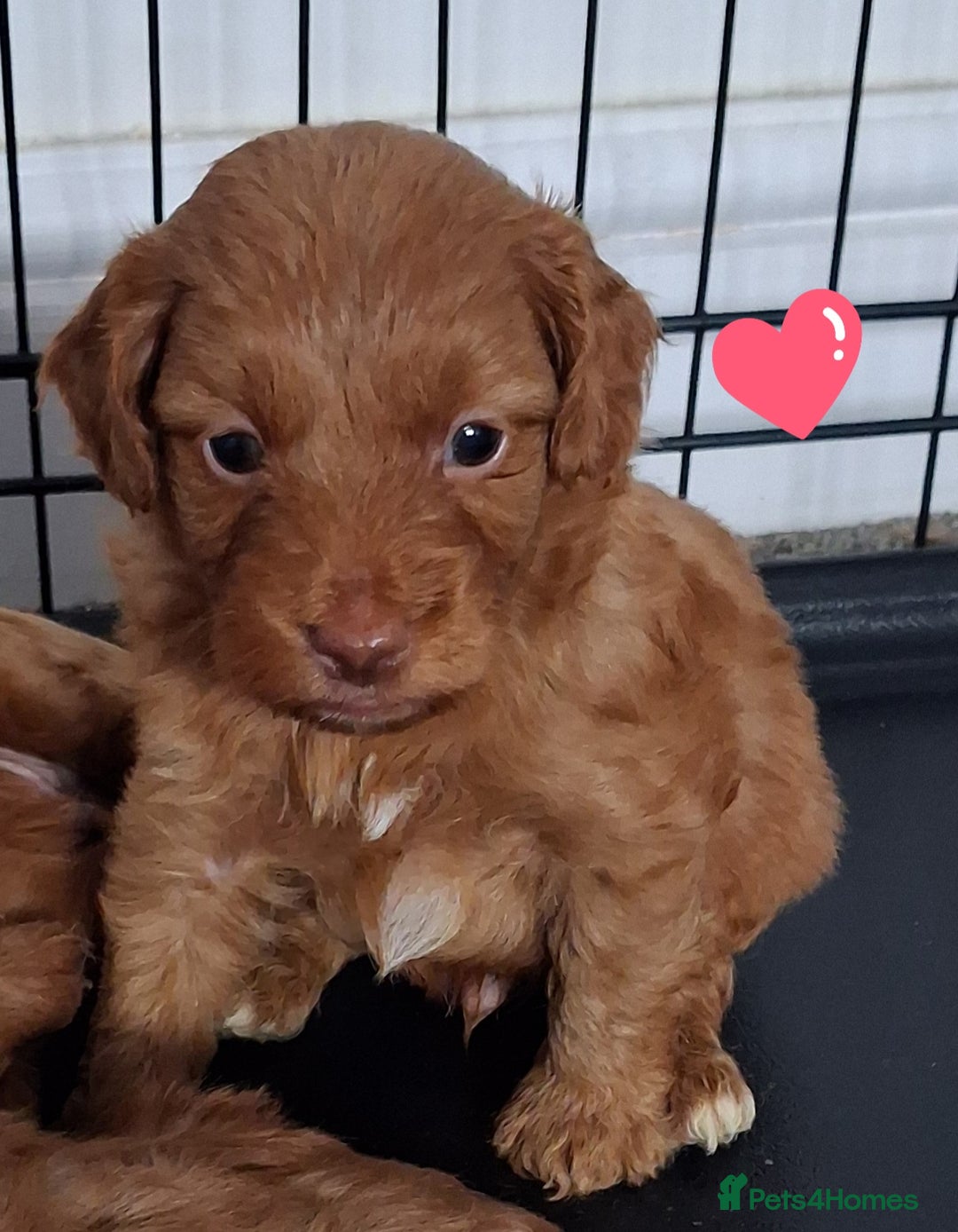 Cockapoo dogs for sale: ** ADORABLE COCKAPOO PUPPIES ** - Advert 14