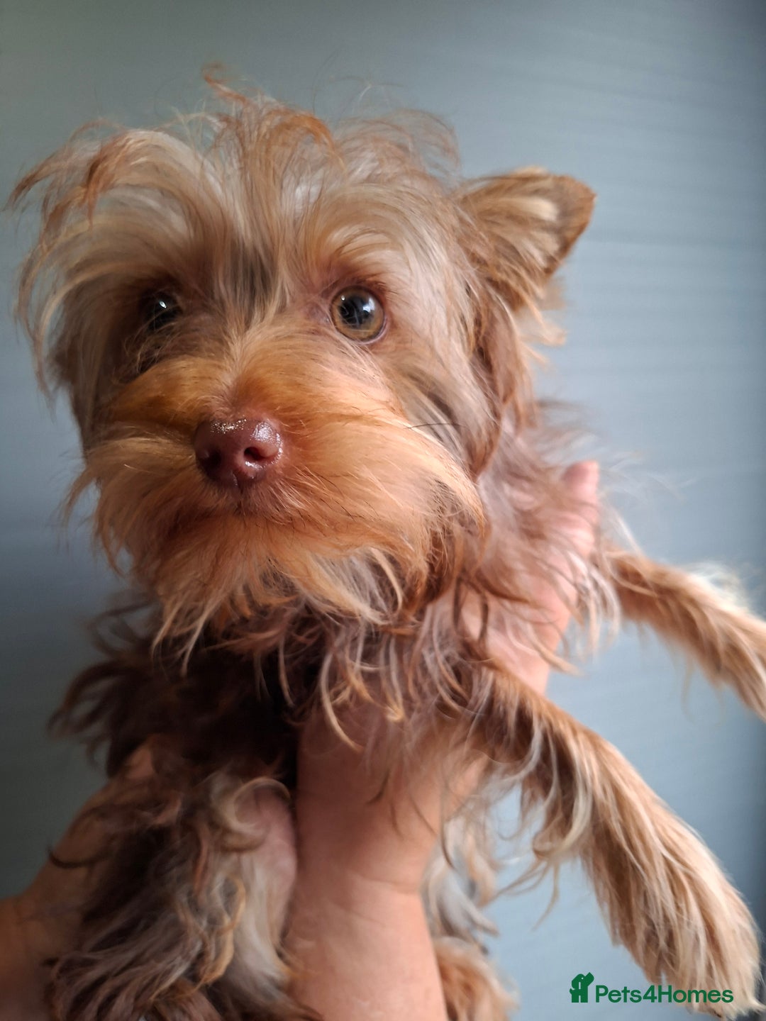 Yorkshire Terrier dogs for sale: Beautiful Toy Yorkshire Terrier puppies - Image 10