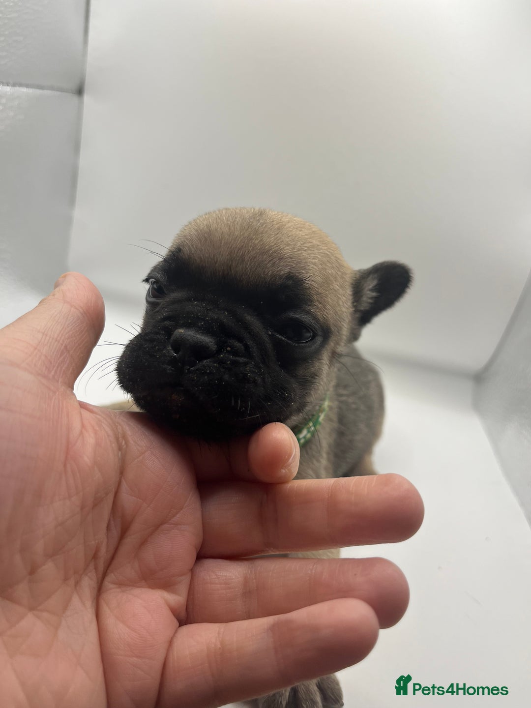 French Bulldog dogs for sale: French bulldog puppies - Advert 11