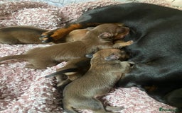 Miniature Dachshund dogs for sale: Miniature dashound  - Image 2