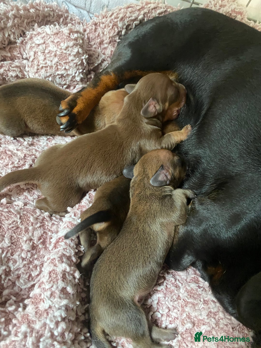 Miniature Dachshund dogs for sale: Miniature dashound  - Image 2