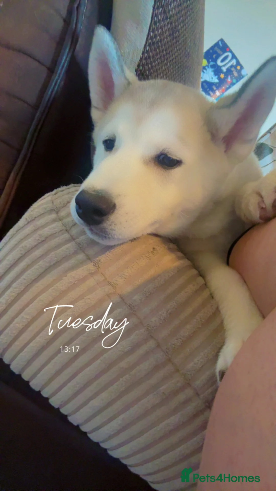 Siberian Husky dogs for sale: 4 month old male husky puppy  - Advert 3