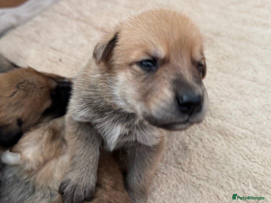 Mixed Breed dogs for sale: Beautiful Inca & handsome Nanuq PUPDATE x2  - Image 32
