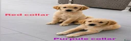 Golden Retriever dogs for sale: KC Registered Golden Retriever Boys ✨ - Advert 1