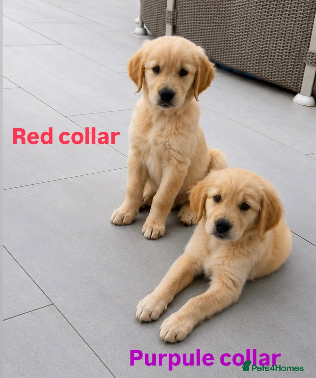 Golden Retriever dogs for sale: KC Registered Golden Retriever Boys ✨ - Advert 1