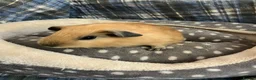 Guinea Pig rodents for sale: Lots of lovely baby girls and boys - Advert 10