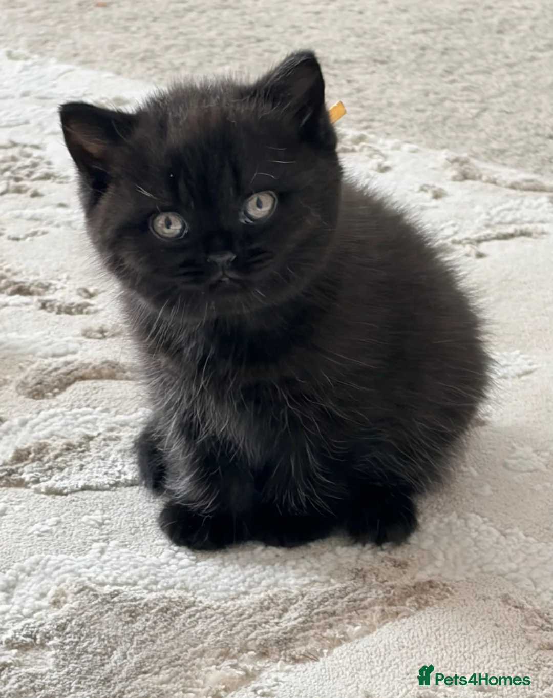British Shorthair cats for sale: British Shorthair Kittens from Champion Parents  - Advert 23
