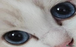 Ragdoll cats for sale: Stunning Seal lynx bicolour pedigree ragdoll girl - Image 3