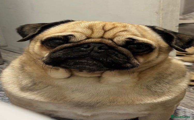 Pug dogs - Advert 11