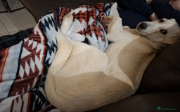 Mixed Breed dogs for adoption: George - north Walsham Norfolk  - Advert 6