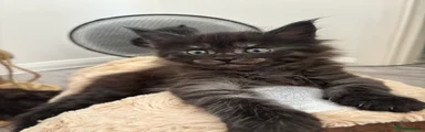 Maine Coon Kitten 3