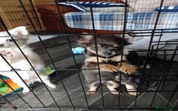 Chihuahua dogs for sale: Female Long Haired chihuahuas  - Image 10