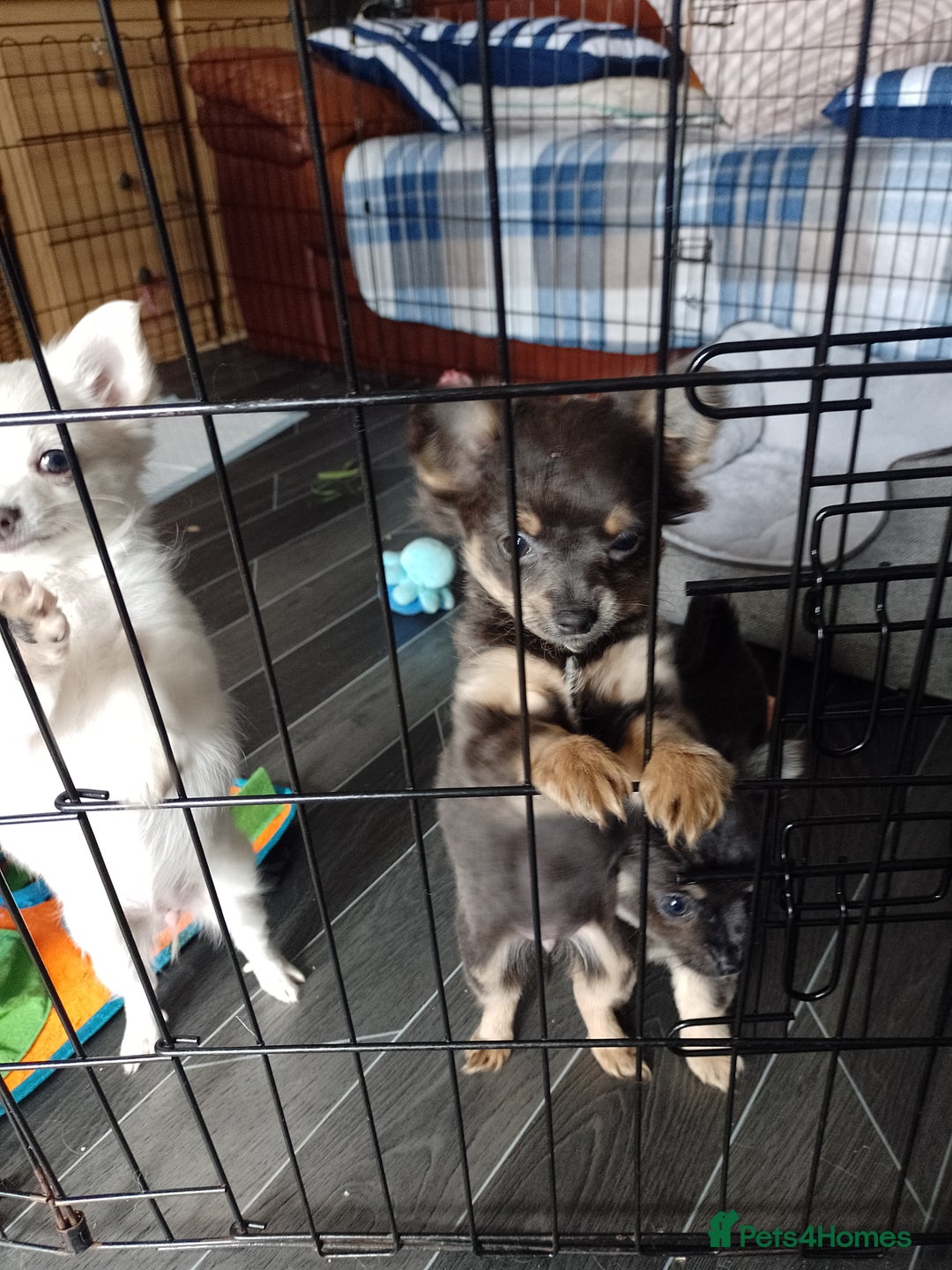 Chihuahua dogs for sale: Female Long Haired chihuahuas  - Image 10