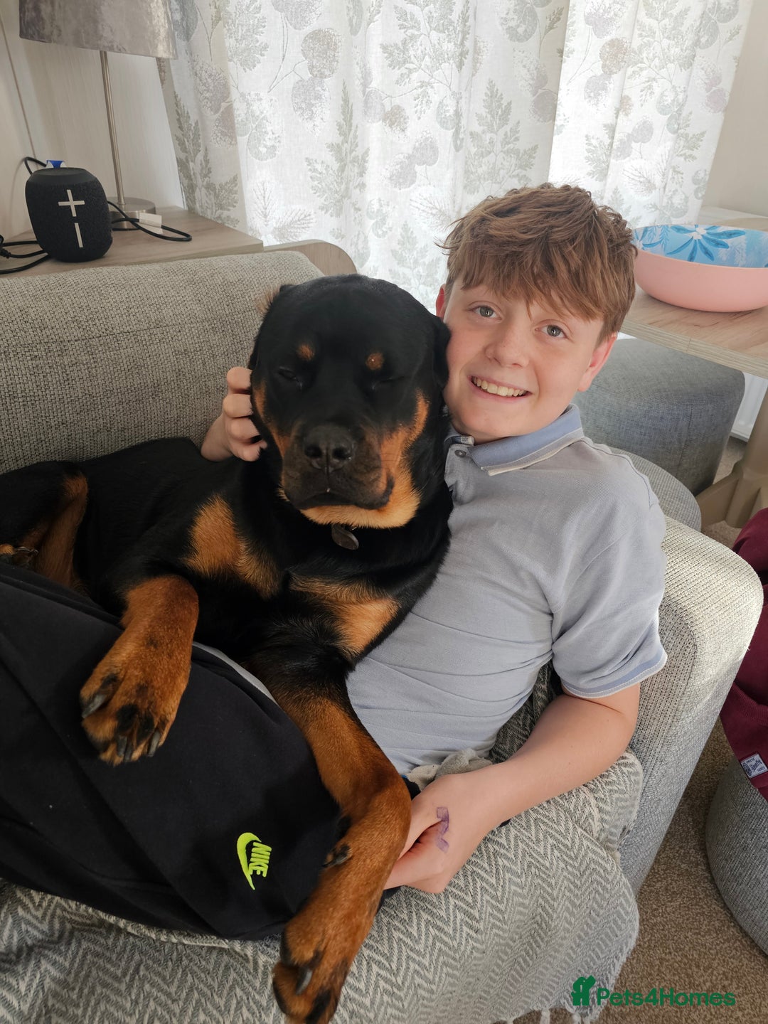 Rottweiler dogs for sale: Beautiful Rottweiler  - Image 6