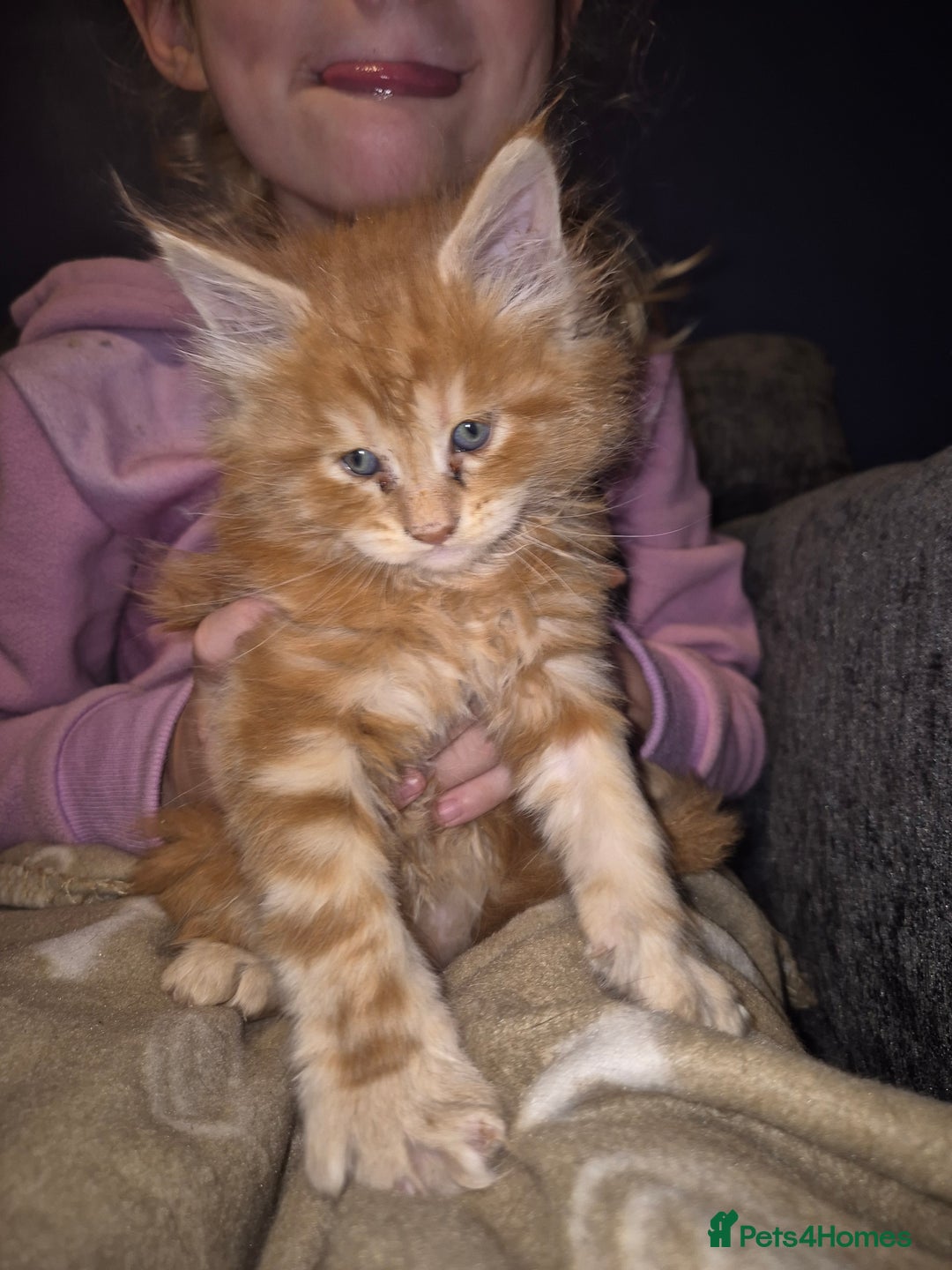 Maine Coon cats for sale: Russian /xxl maine coon - Advert 14