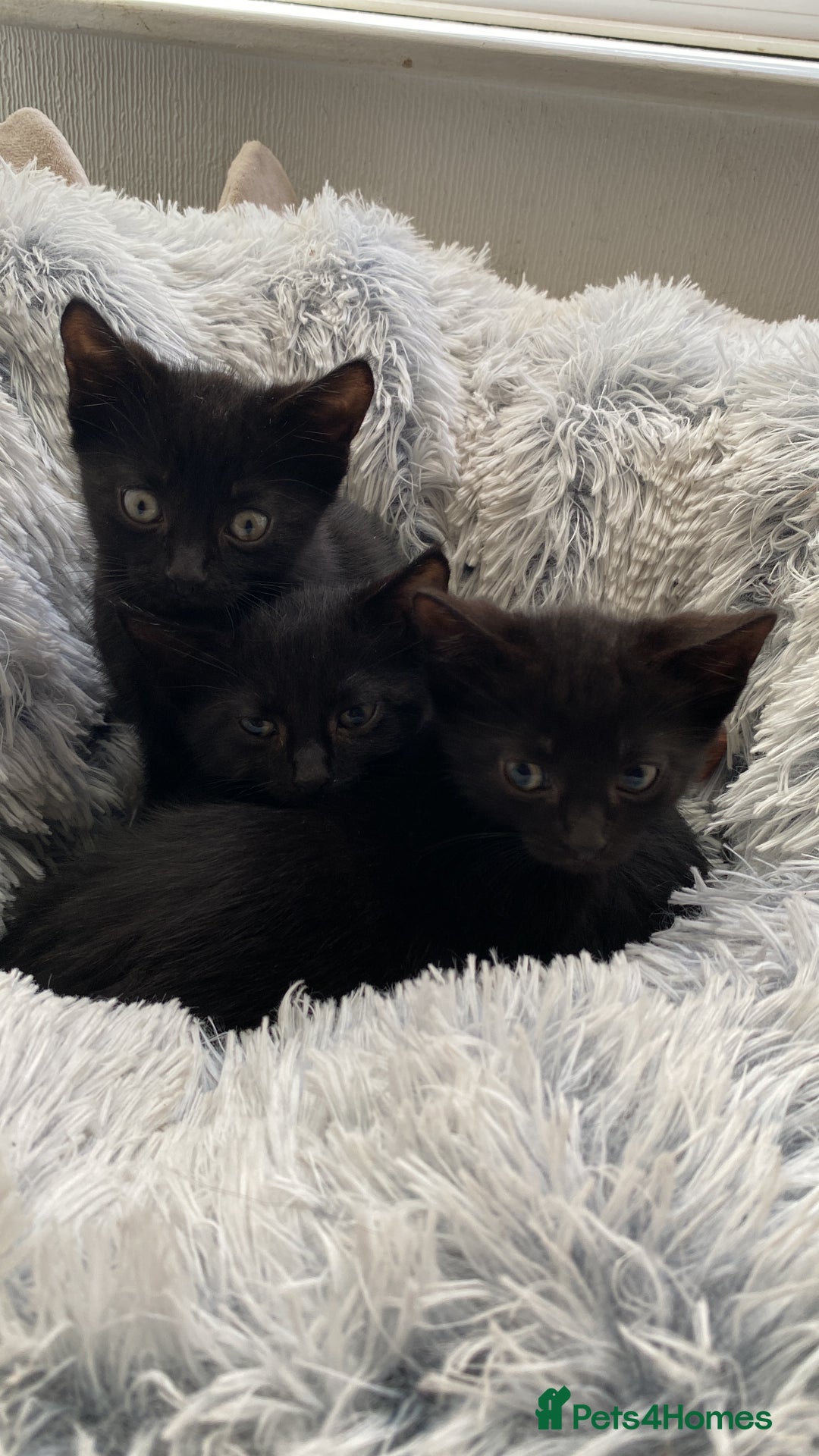 Domestic Shorthair cats for sale: 4 cats in need of homes  - Advert 3