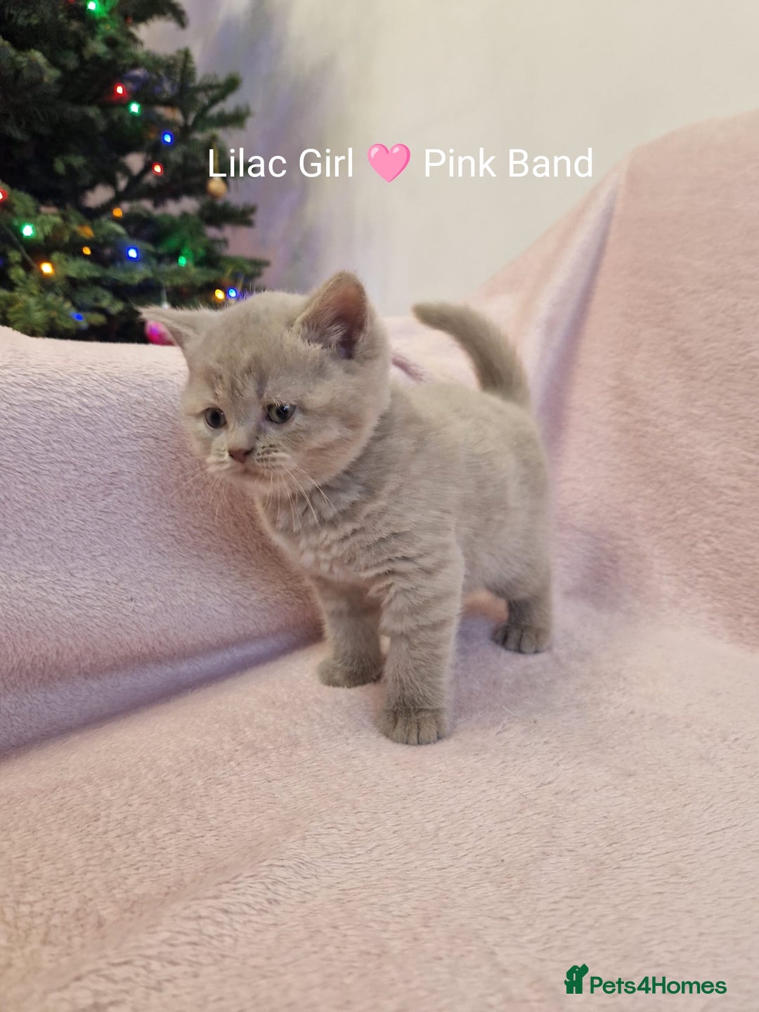 British Shorthair cats for sale: All Reserved Now. - Advert 16