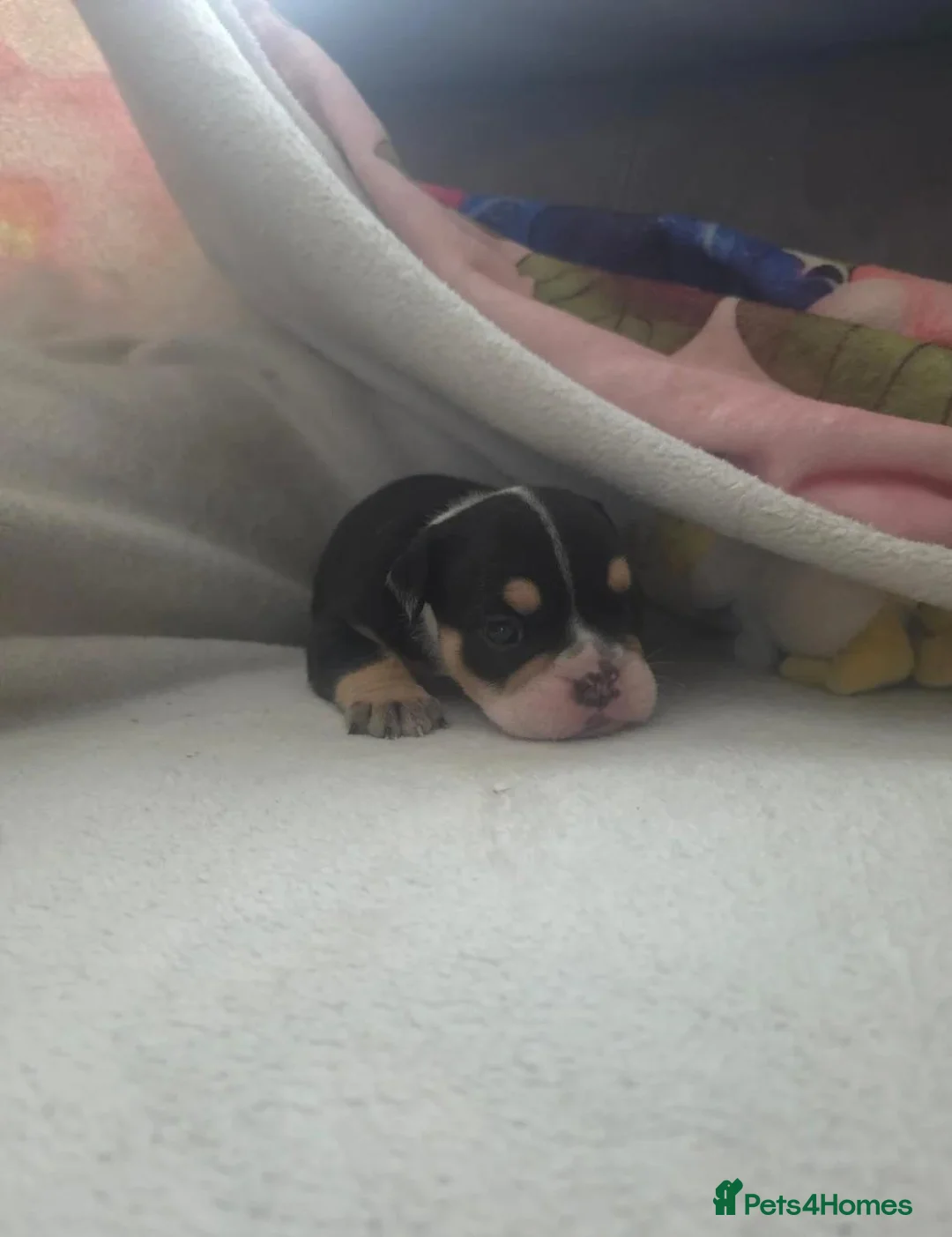 English Bulldog dogs for sale: English Bulldog Puppies Ready for Loving Homes in Swanage - Advert 5