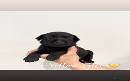 Mixed Breed dogs for sale: Doberman x American Bulldog  - Image 5