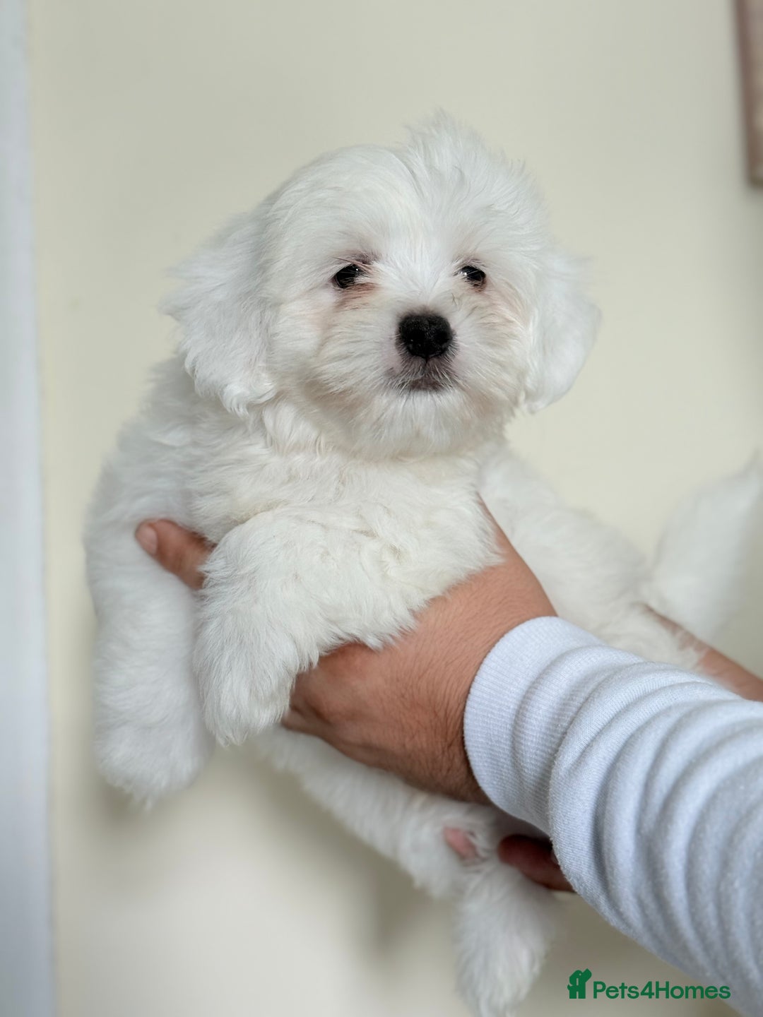 Maltese dogs for sale: Maltese pups/dogs/puppies  - Image 10