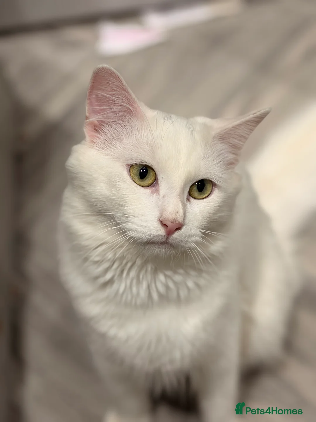 Mixed Breed cats for sale: 2 Male cats  - Advert 1