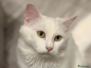 Mixed Breed cats 2 Male cats - Advert 1