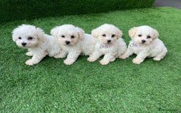 Poodle dogs for sale: Poodles pups for forever home - Image 18