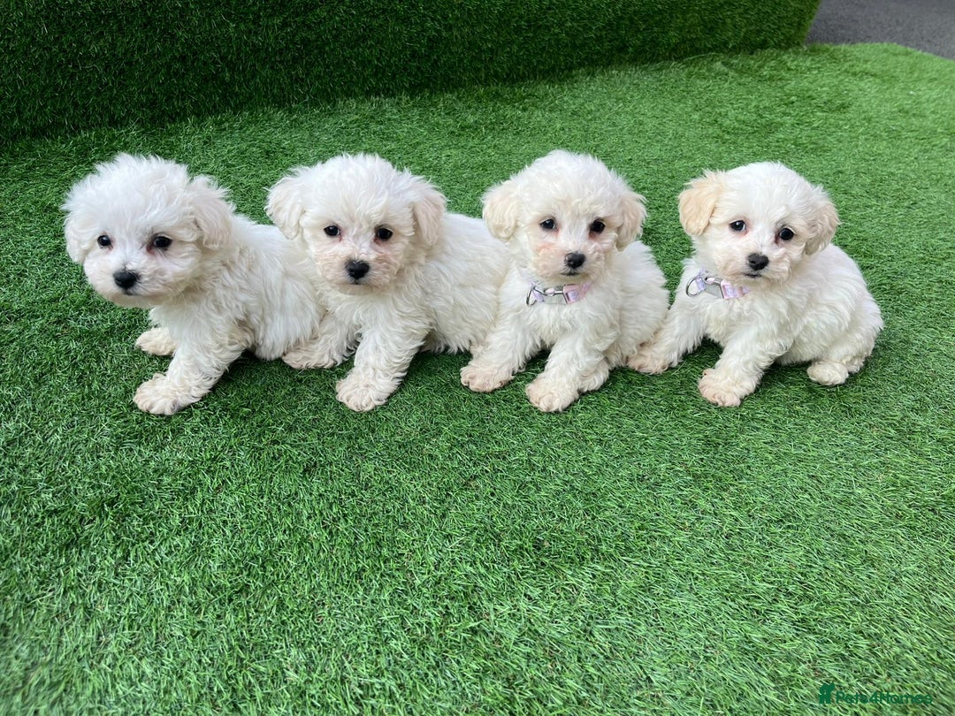 Poodle dogs for sale: Poodles pups for forever home - Image 18
