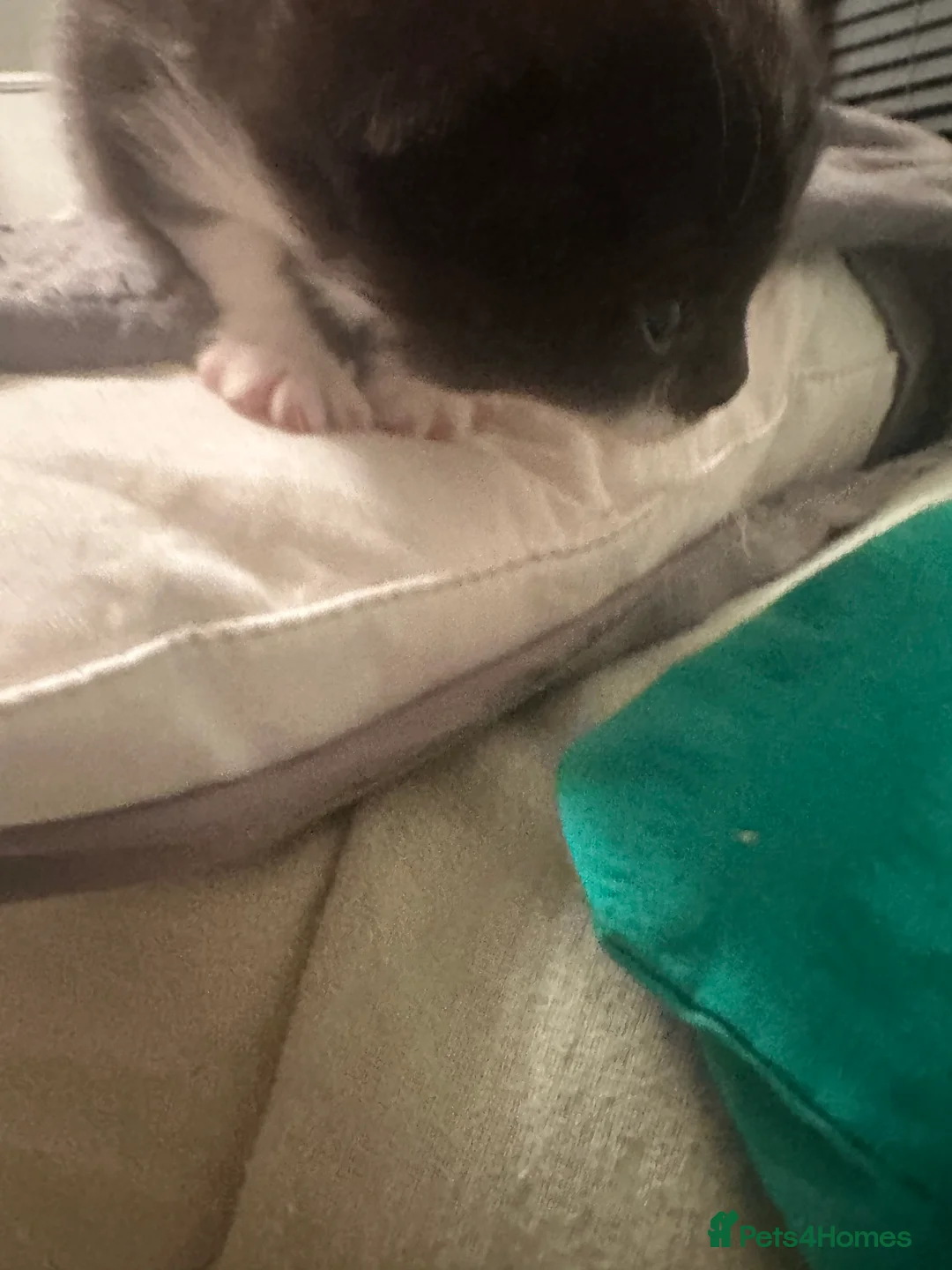 Mixed Breed cats for sale: Kittens for sale - Advert 6