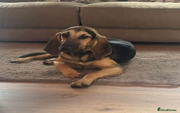 Bloodhound dogs for sale: Bloodhound  - Image 1
