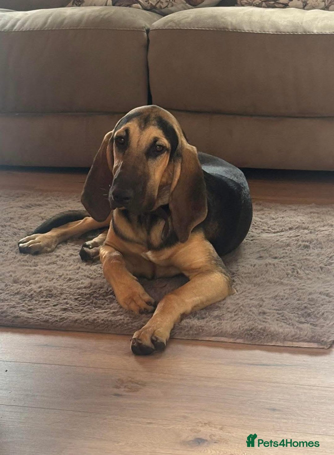 Bloodhound dogs for sale: Bloodhound  - Image 1