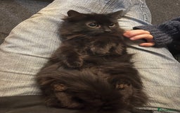 Mixed Breed cats for sale: Male mixed breed kittens - Image 9